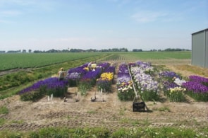 Hybriding Iris